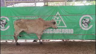 Lote Nro. 47