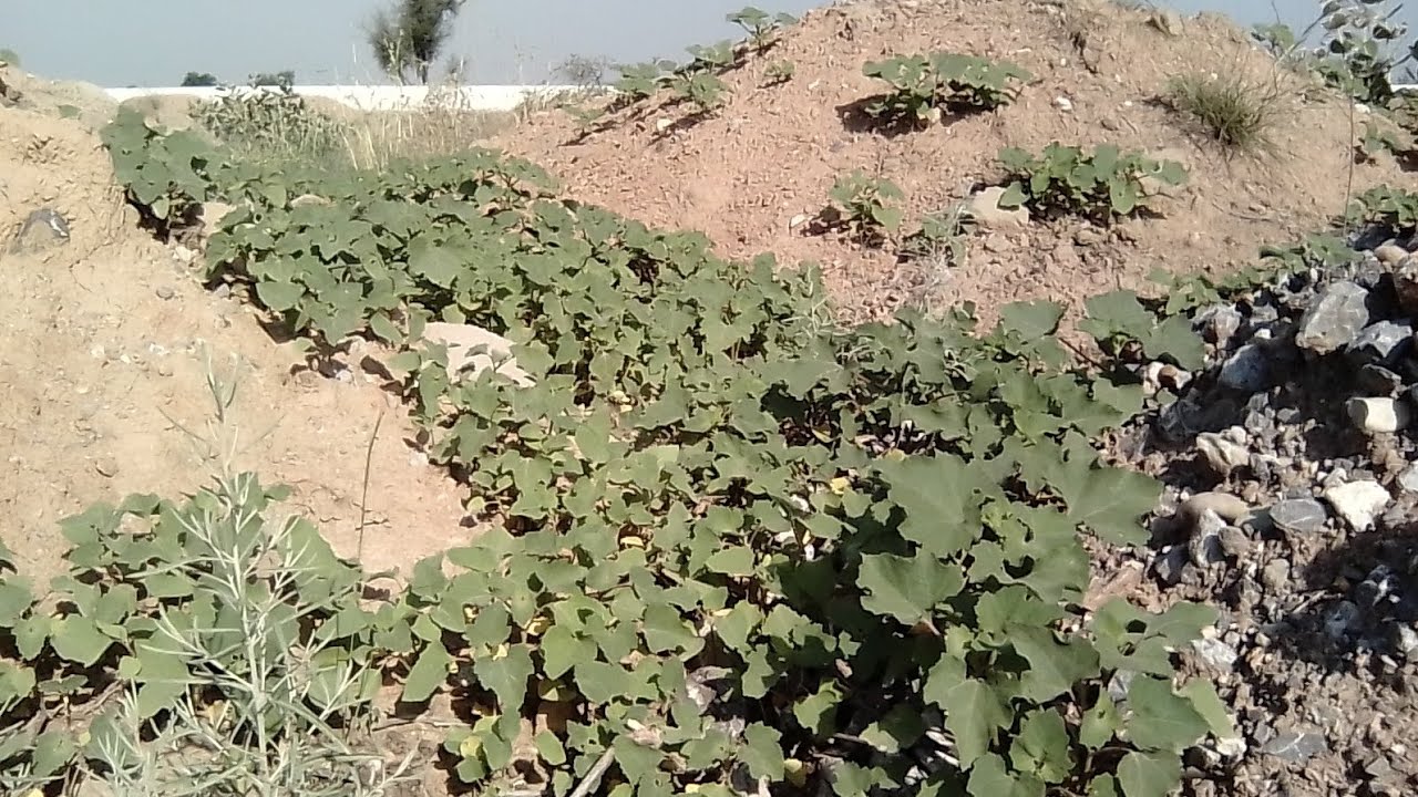 Cultivation of prickly sticky plants YouTube