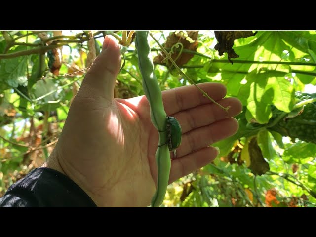 つるありインゲン栽培 梅雨に多い病害虫の防ぎ方 7 3 Youtube