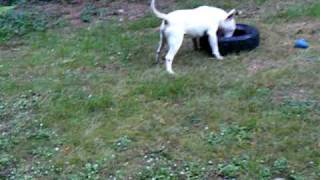 Tank The Bull Terrier