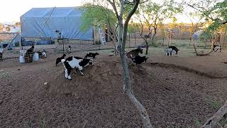 Goat Kids Playing At Sunrise