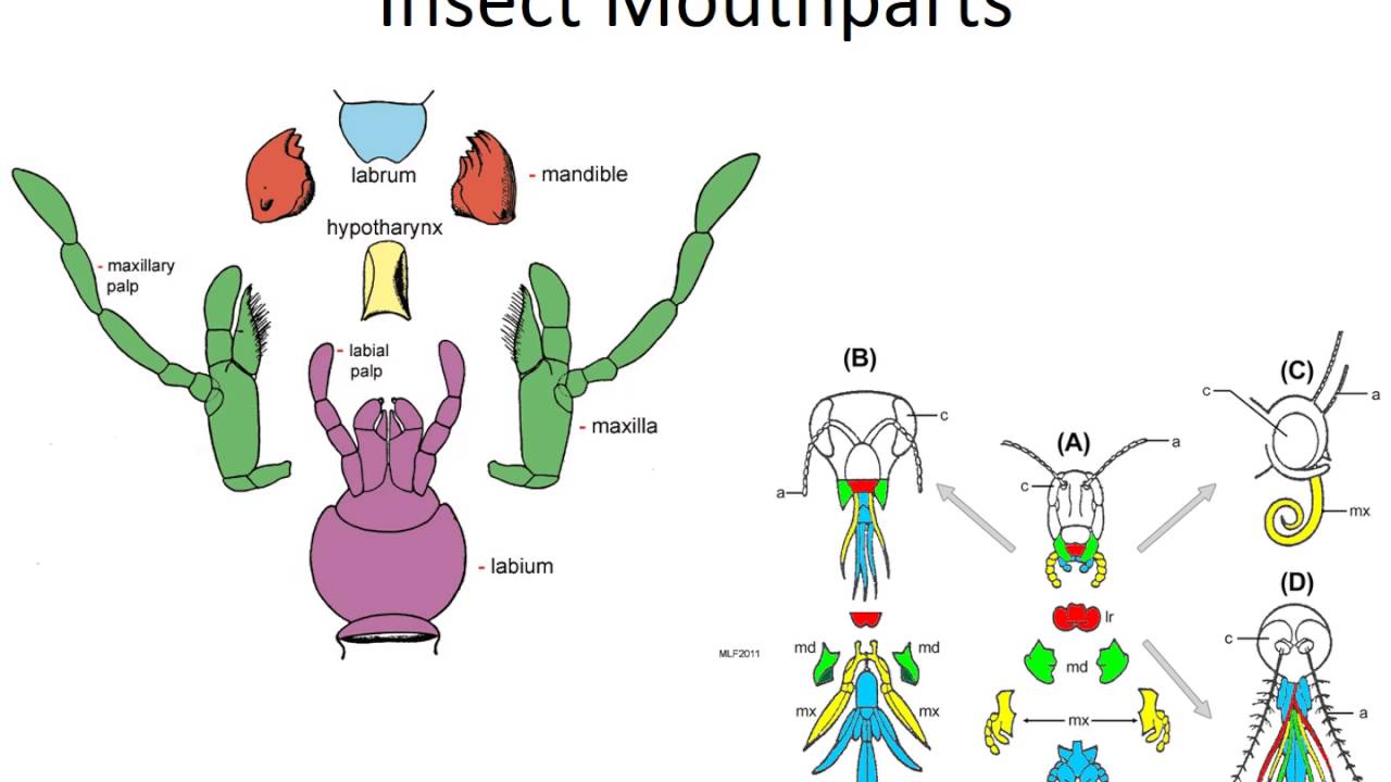 An Introduction to Arthropods Presentation 4 Entognatha, Apterygota