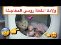 ولادة قطتي رومي المفاجئة 😰 كم عدد القطط الصغيرة 😍 ؟ / Mohamed Vlog