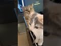 頭についてるチュールをとってあげようとしたらキレられる妹猫#shorts