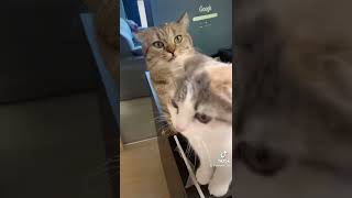 頭についてるチュールをとってあげようとしたらキレられる妹猫#shorts