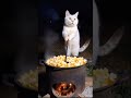 The Cat’s Busy Workday with the Team! 💼✨#cat #animals #shorts #viral