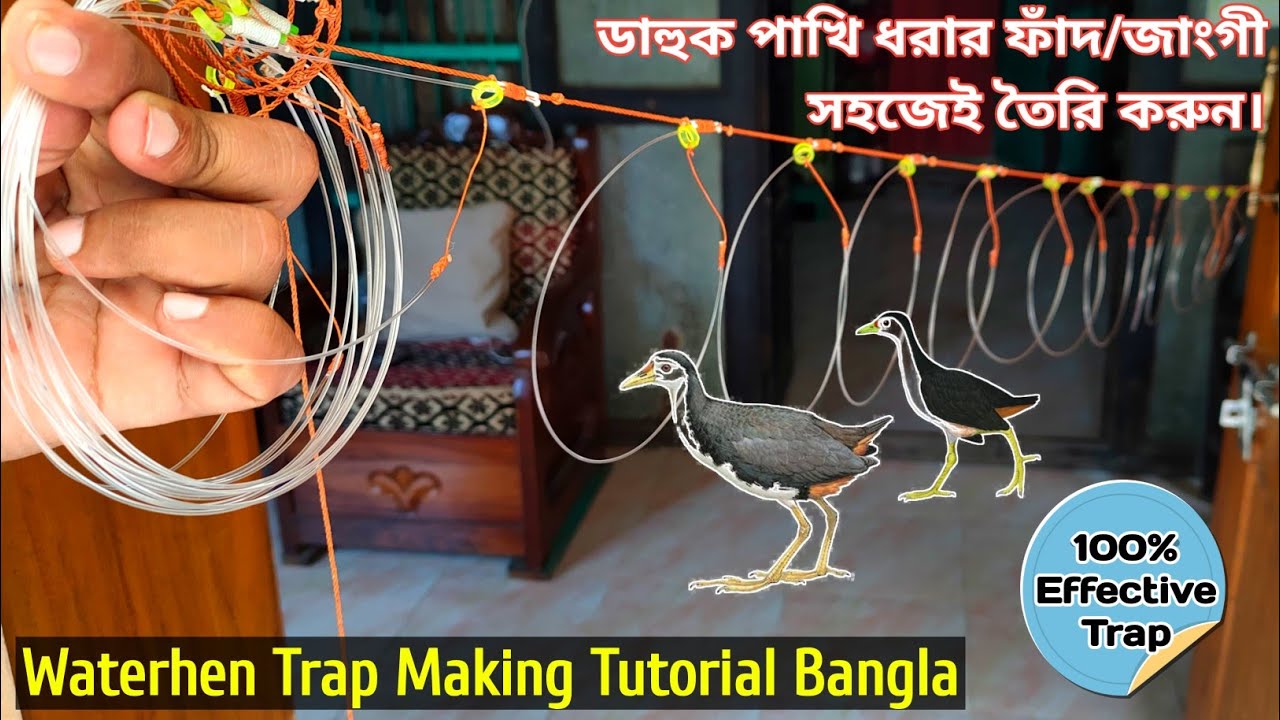 ডাহুক পাখি ধরার জাংগী ফাঁদ। Waterhen trap Making Tutorial Bangla.