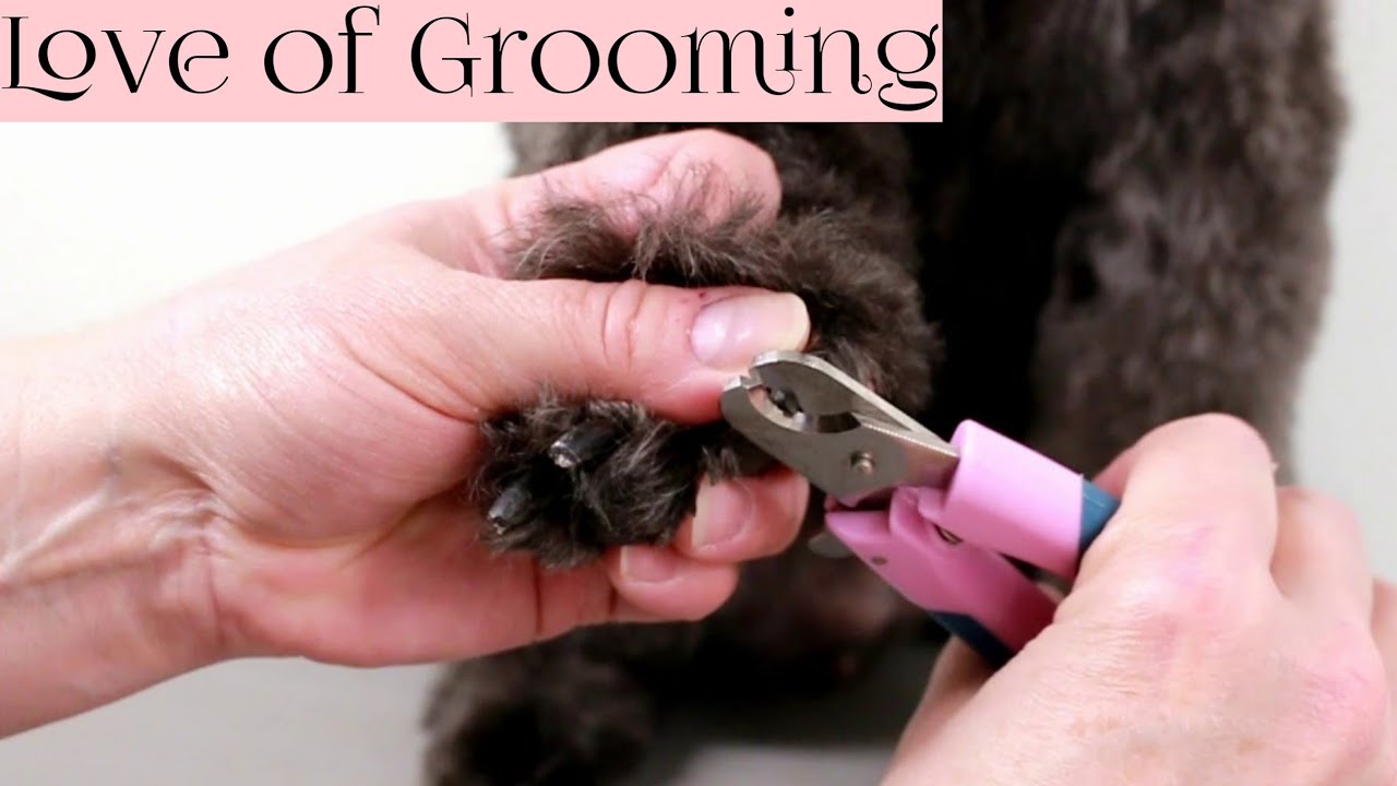 How to Safely Trim Black Dog Nails