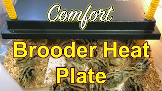 'Comfort' Brooder Heat Plate  for rearing Coturnix chicks