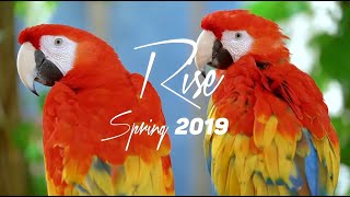 Dj Rise  - Spring 2019 (Törölt 1 milliós Mix)