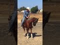 Iniciando potros y caballos rienda  1 montado