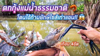 ตกกุ้งแม่น้ำธรรมชาติ🦐🌿ไอ้ก้ามยักษ์ไซส์เท่าแขน!! เกือบ4ขีด😱💥 ดึงโหดมาก