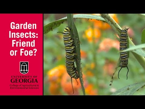 Managing Garden Insects Begins with a Question: Friend or Foe?