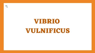 Vibrio vulnificus its morphology, clinical findings, treatment in JUST 7 mins