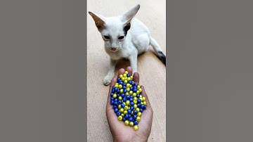 🌈 Cat ASMR 💫 Reverse Beads Magic 😺#shorts #cat #asmr #beads #satisfyingvideo