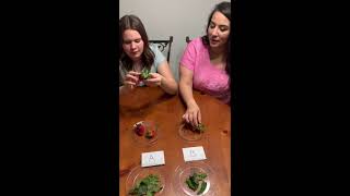 Quality Test - Indoor Crops