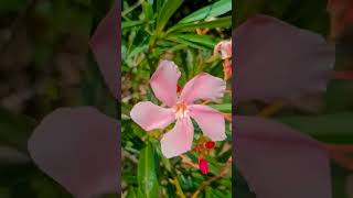 Nerium oleander 🌸