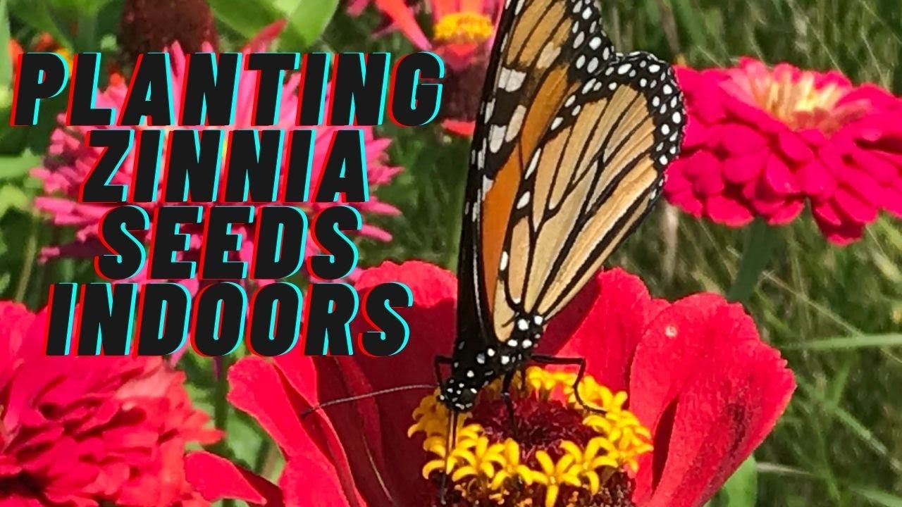 Planting Zinnia Seeds Indoors