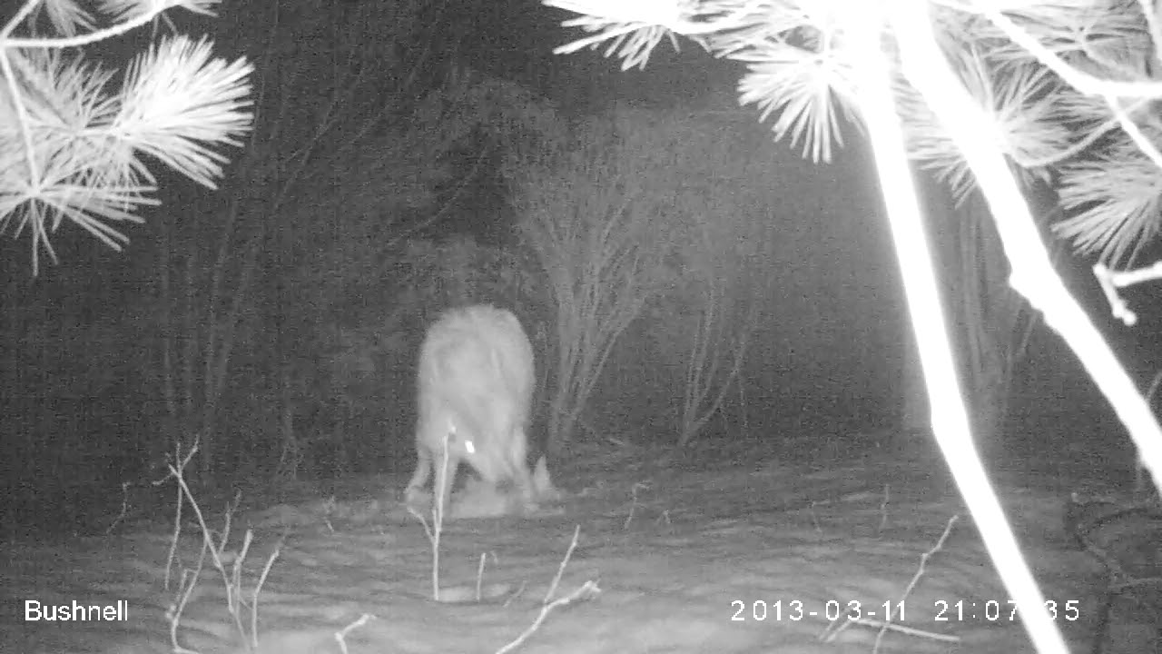 Coyote digging 3 11 13 YouTube