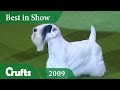 Sealyham Terrier wins Best In Show at Crufts 2009 | Crufts Dog Show の動画、YouTube動画。