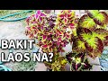 BAKIT LAOS NA ANG MAYANA O COLEUS? ANONG NANGYARI?