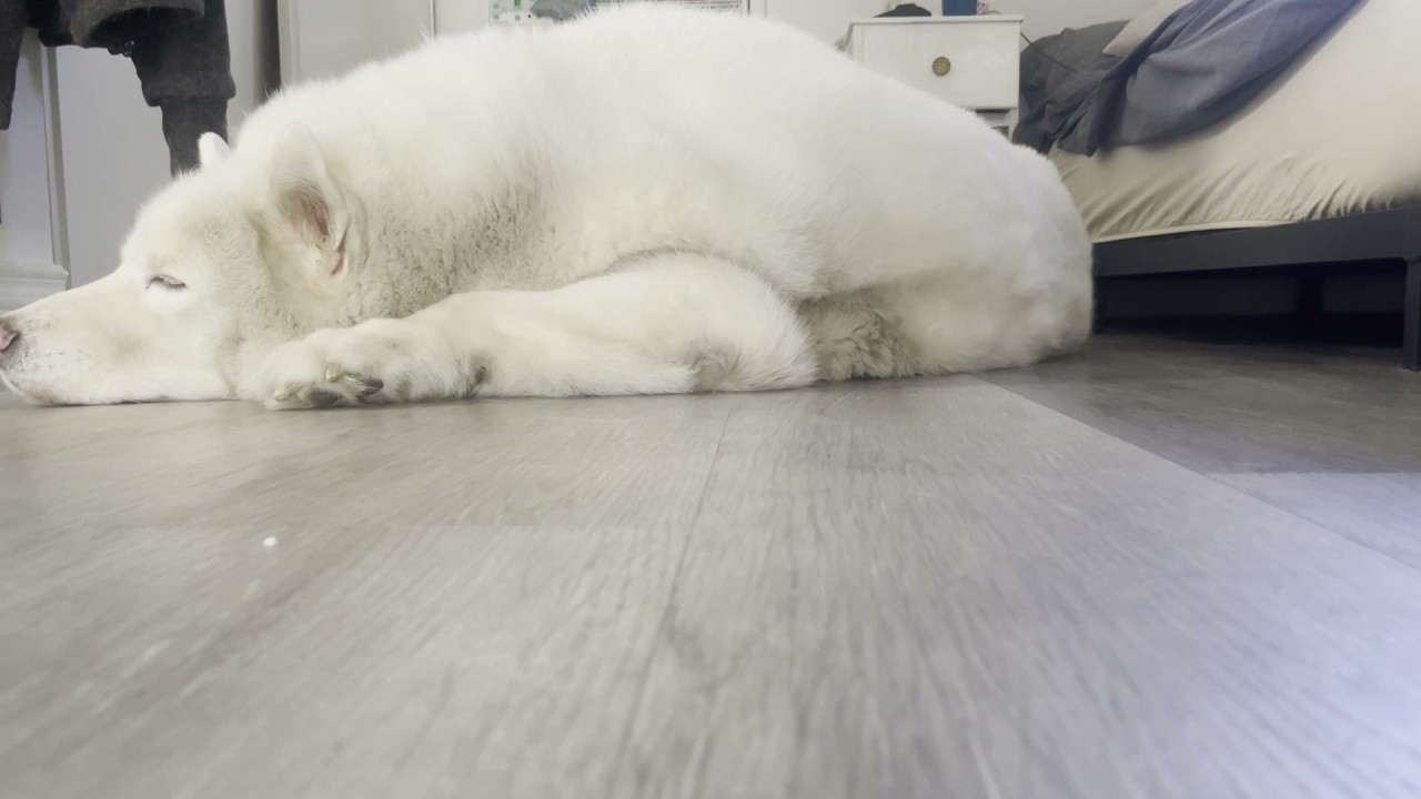 Deep sleeping husky and gentle music, over 1 hour