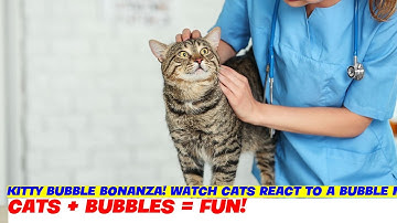 Kitty Bubble Bonanza! Watch Cats React to a Bubble Machine