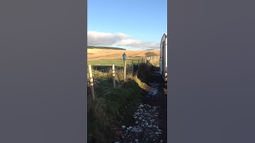 Flair Puppeteer RC maiden