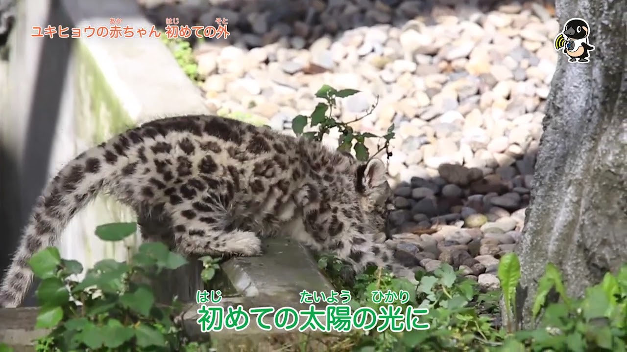 ライブズーがとらえた決定的瞬間 ユキヒョウの赤ちゃん初めての外