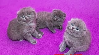 видео Британская кошка голубого цвета