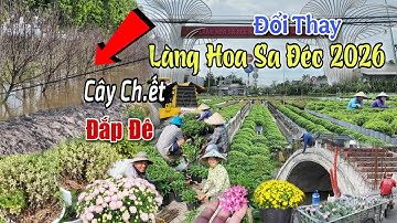 Khốn Khổ Trước Tết 2026 Vườn Cây Kiểng Chết Sa Đéc Ngập Lụt Đắp Đê Cao Lãnh Tiền Giang Mưa Lớn
