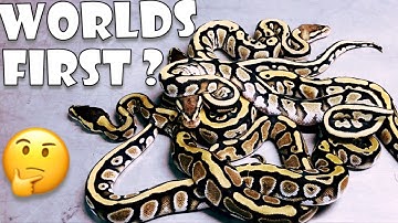 EPIC SNAKES “HATCHLINGS”