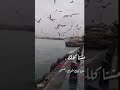 مشتاكلك شوك الطيور حالات واتس