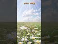 モーツアルト トルコ行進曲　#shorts #flowers #クラシック
