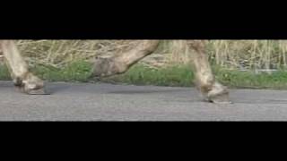 Hoof Touchdown Horse At Trot With Carriage