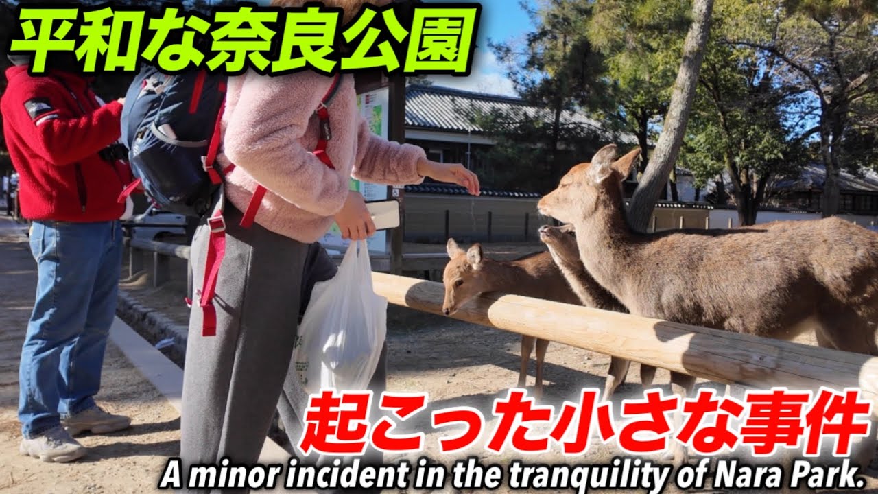 平和な奈良公園　起こった小さな事件