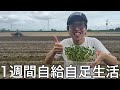 【実写】1週間自給自足生活をしたら栄養不足で体調不良になりながらも小さい脳みそをフル活用しなんとか生き延びた