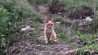 Um gato cego e abandonado vivia de peixes mortos, até que a decisão de um pescador mudou seu destino