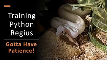 Gotta Have Patience: Training Royal Pythons
