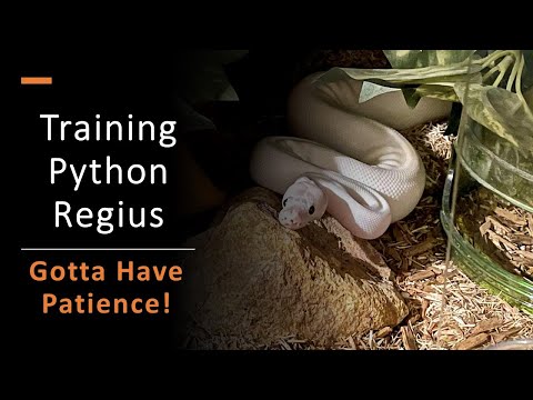 Gotta Have Patience: Training Royal Pythons