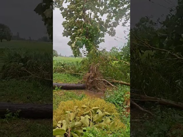 गोंडा में लगातार तीन दिनों से हो रहीं बारिस, अंधी से किसानों की फासले हो रहा नुकसान