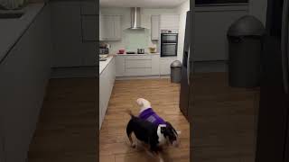 Dog Fell Backwards Trying to Shake Her New Towel Drying Coat Off