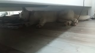 Když si pes zaleze pod postel