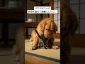 サクラが教えた強さと優しさ