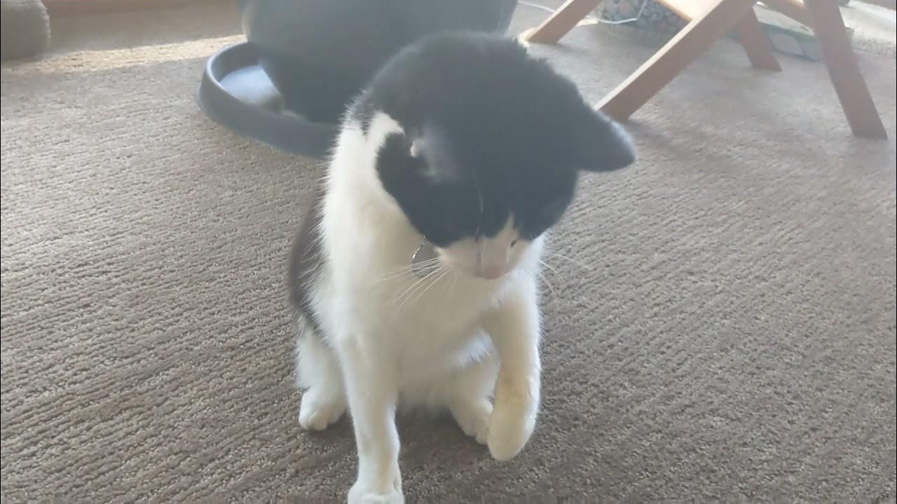 Cats Consume Camille s Catnip YouTube cats-consume-camille-s-catnip-youtube