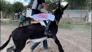 Burro Fuera de Serie, Carrera de Burros para La Historia, Tepehuanes Dgo.