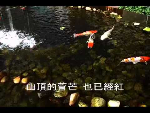 春夏秋冬  - 蔡小虎 (福建)