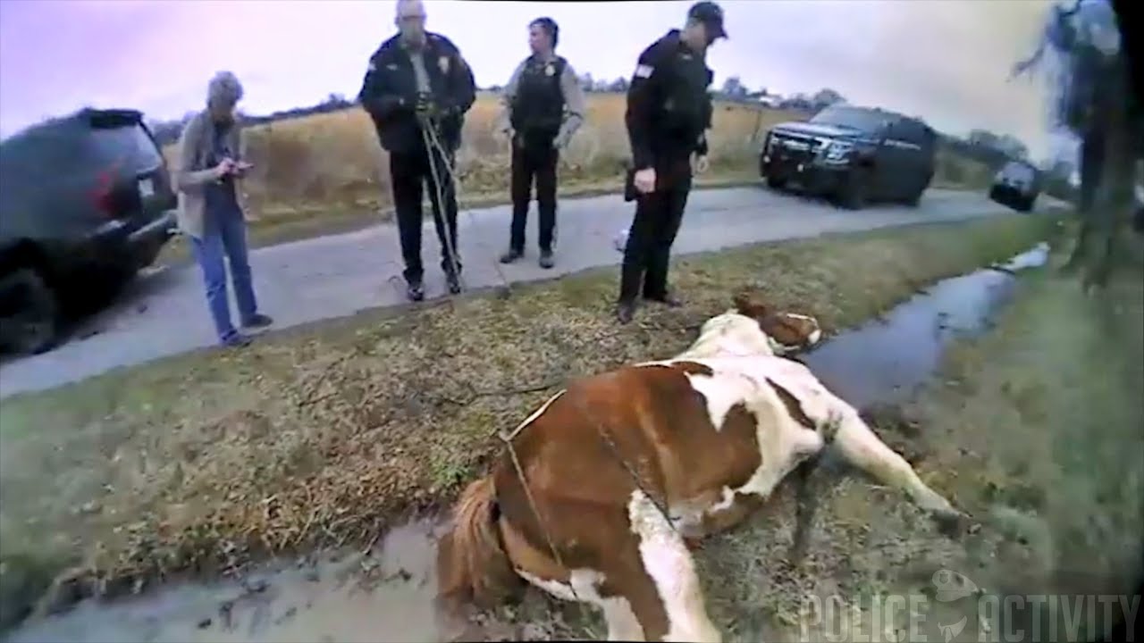 Bodycam Shows Muldrow Police Help Save Horse Stuck in Ditch YouTube