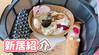 子猫のお引越し♪～新居紹介～【保護猫】