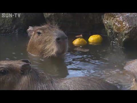 冬至を前にほっこり 姫路セントラルパークでカピバラにゆず湯